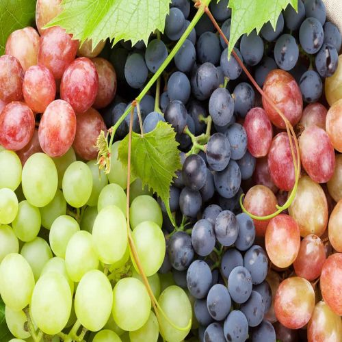 Global Grapes sourcing and B2B commodity supply