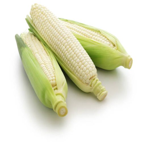 Global White Maize sourcing and B2B commodity supply