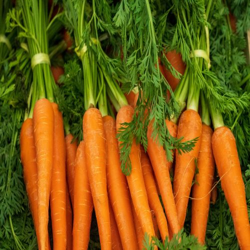 Global Carrots sourcing and B2B commodity supply
